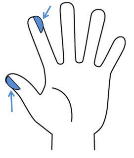 手のイラスト3.png